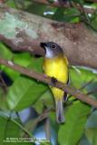 Yellow-bellied Whistler 
(a Philippine endemic) 

Scientific name - Pachycephala philippinensis philippinensis 

Habitat - Common in all forest levels. 

