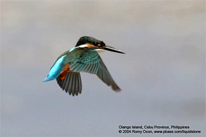 Hovering Common Kingfisher
8 frames, 20D + 400 5.6L, 5 fps, Olango Island, Cebu, Philippines, October 22, 2004

(animation courtesy of Ed Rotberg, DPR)