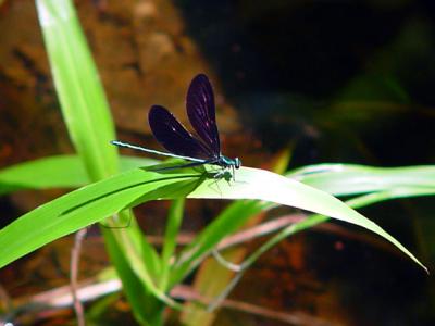 Dragonfly-on-Swamp-Grass-wb.jpg