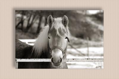 B&W  horse