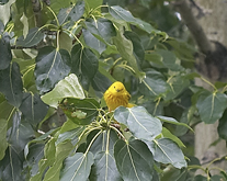 yellow warbler1.jpg