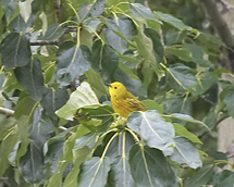 yellow warbler2.jpg