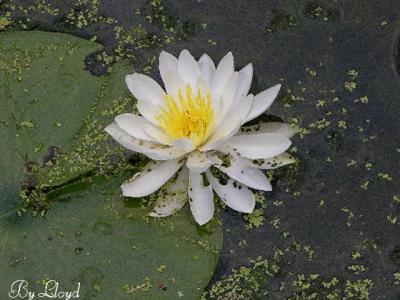 White water lily 115.jpg