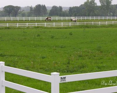 Horse pasture 207.jpg