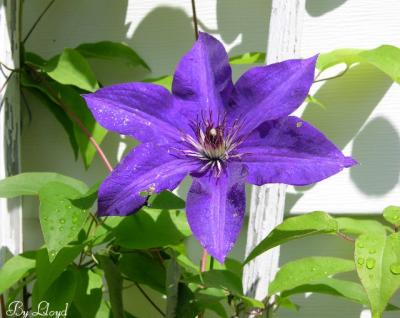 Purple Clematis 027a.jpg