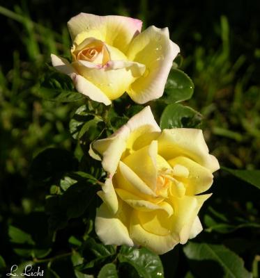 Roses 1845.jpg