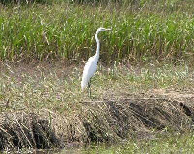 Great Egret 065a.jpg
