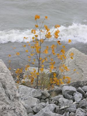 a little color 6172.jpg