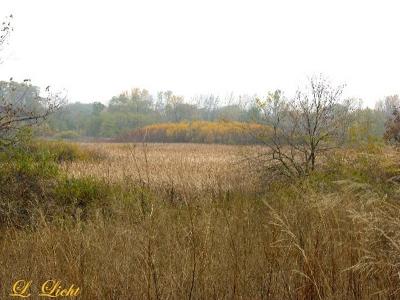 A Misty Autumn Afternoon 6105.jpg