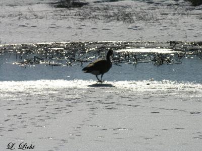 il_beach_park__and_surrounding_area_