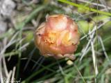 Prickly Pear bud 034.jpg