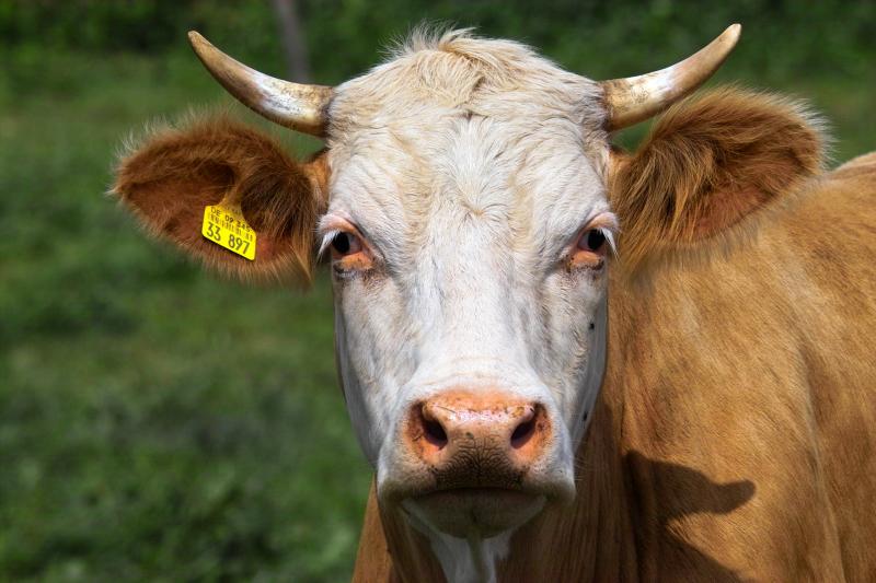 German Cow