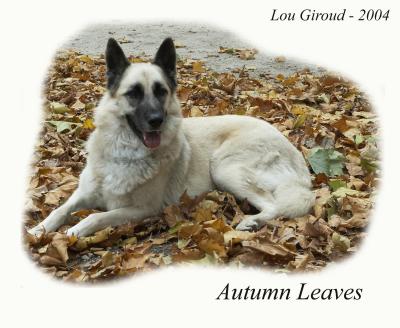 Autumn Leaves - October 25-04