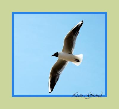 u48/lou_giroud/medium/36941379.Seagull.jpg