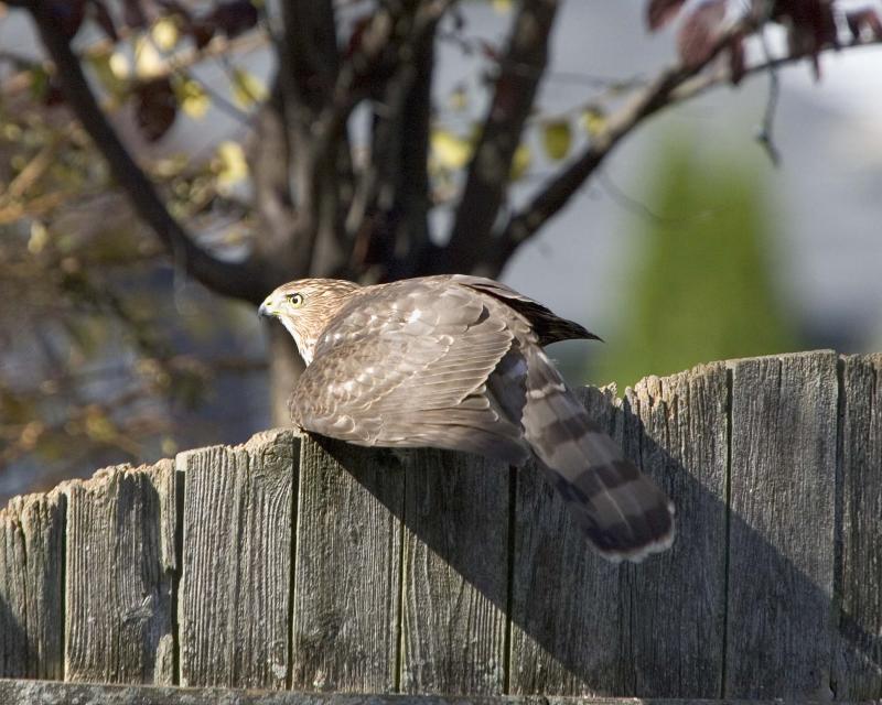 Sharp-shinned Hawk - Fence 2