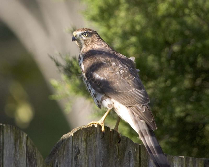 Sharp-shinned Hawk - Fence 5