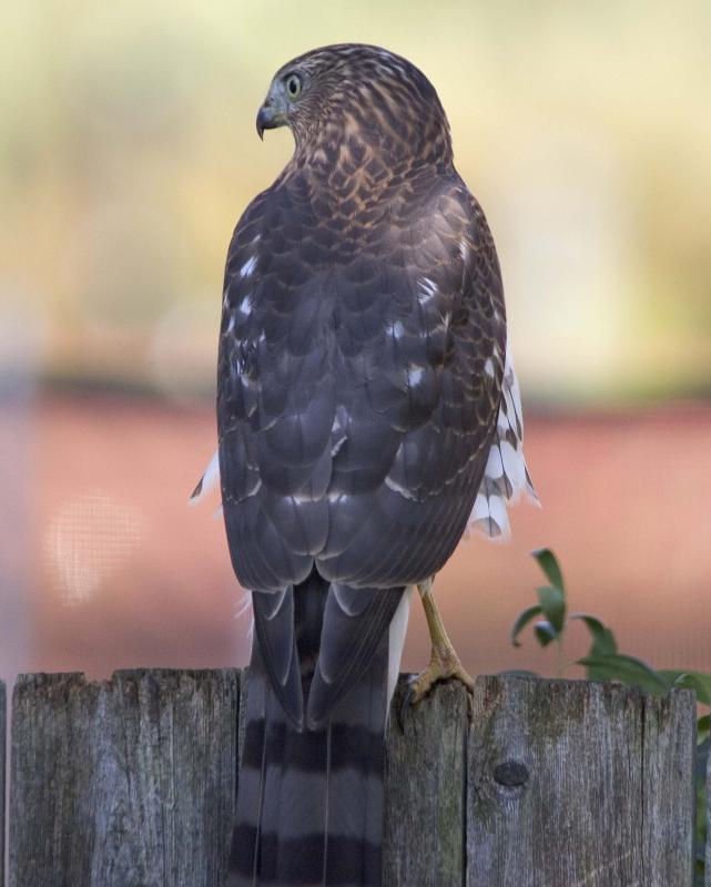 Sharp-shinned Hawk - Fence 8