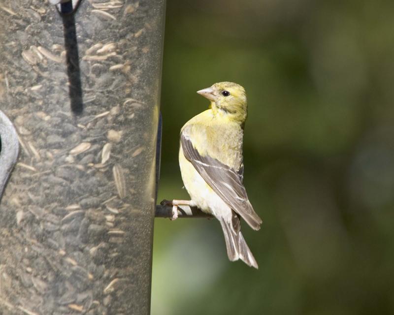 Goldfinch - Feeder 3