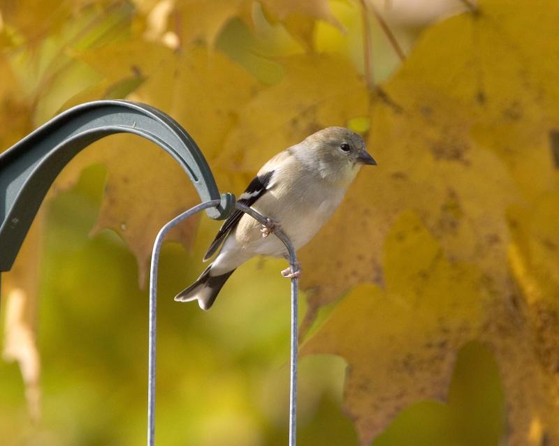 Goldfinch - Post 1