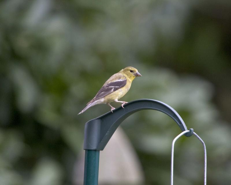 Goldfinch - Post 2