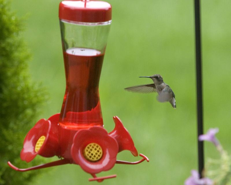 Female Ruby-Throated Hummingbird - Feeder 3