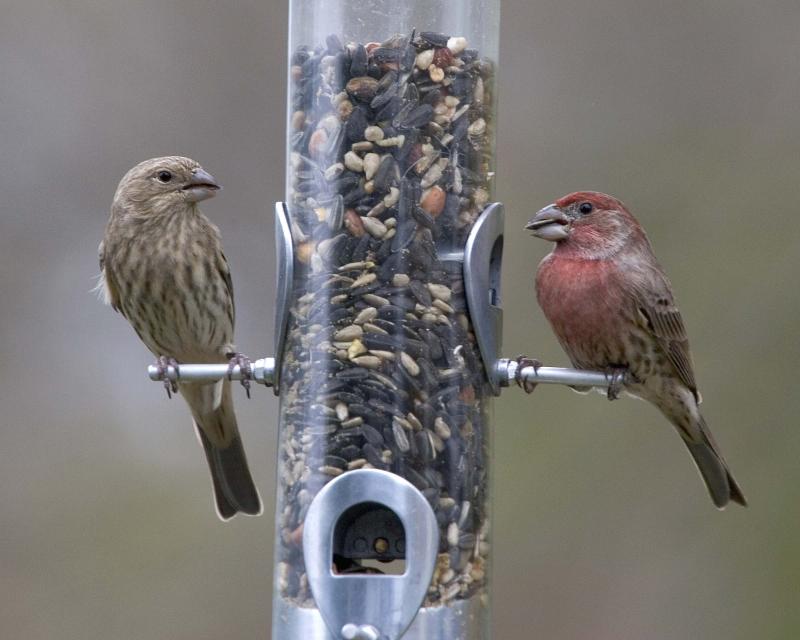 Finch - Pair