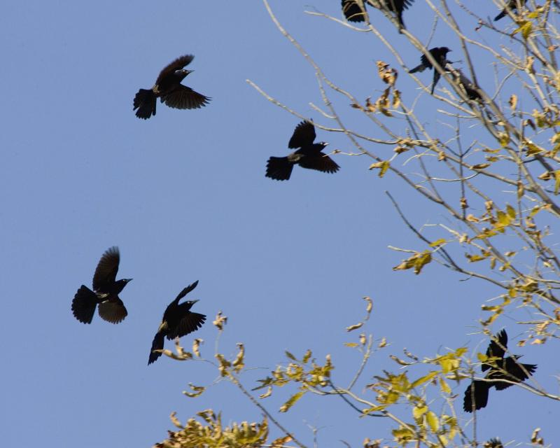 Grackles - Flying