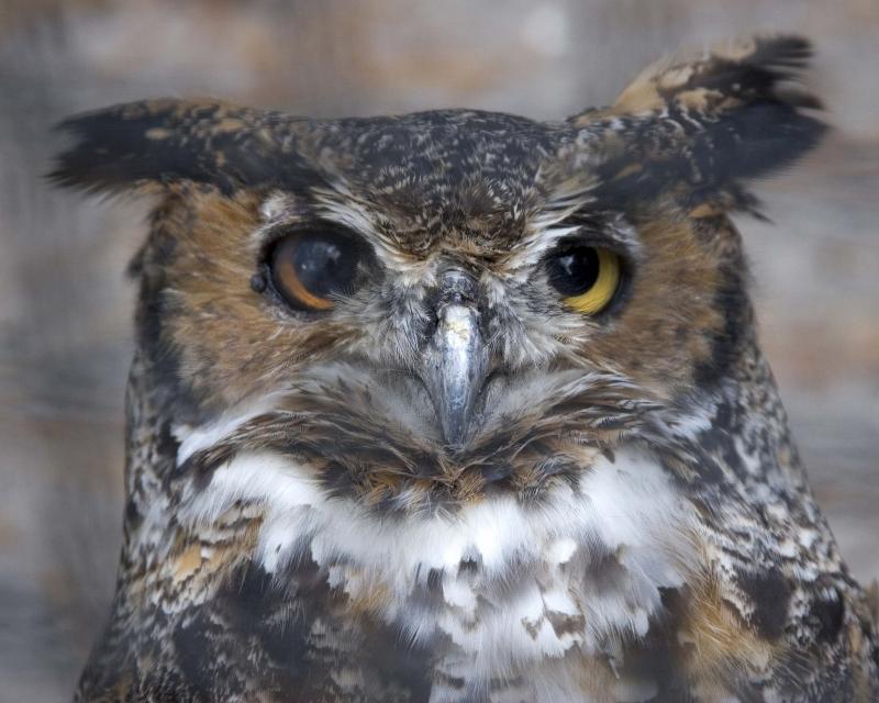 Horned Owl