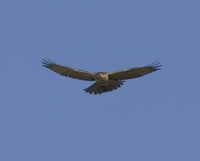 Sharp-shinned Hawk - Flying 3