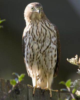 Sharp-shinned Hawk - Fence 10