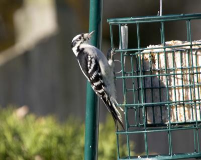 Female Downy Woodpecker