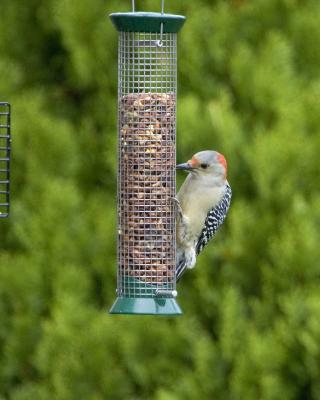 Female Red-Bellied Woodpecker - Feeder 1