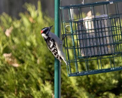 Male Downy Woodpecker