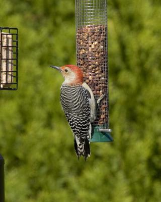 Male Red-Bellied Woodpecker - Feeder 2