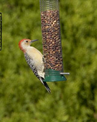 Male Red-Bellied Woodpecker - Feeder 3