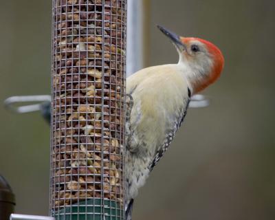 Woodpeckers