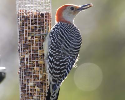 Male Red-Bellied Woodpecker - Feeder 5