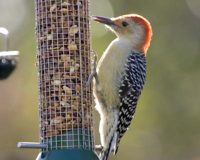Male Red-Bellied Woodpecker - Feeder 7