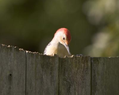 Male Red-Bellied Woodpecker - Fence 1