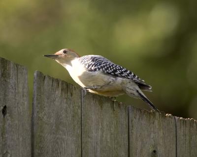 Male Red-Bellied Woodpecker - Fence 2