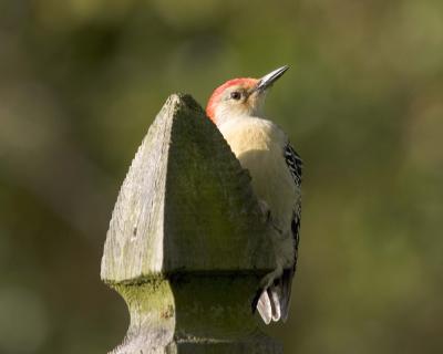 Male Red-Bellied Woodpecker - Fence 3
