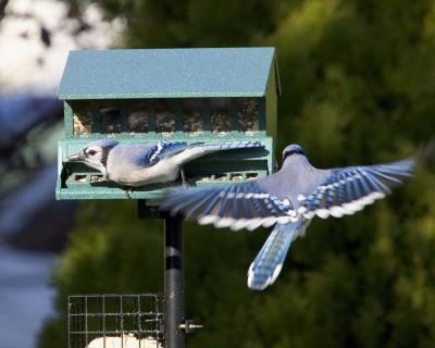 Blue Jay - Flying