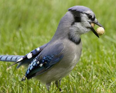 Blue Jay - Peanut 2