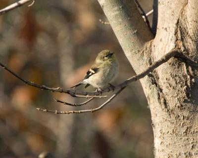 Goldfinch - Branch 1