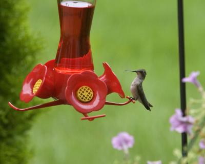Female Ruby-Throated Hummingbird - Feeder 2