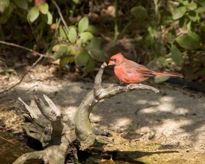 Male Cardinal - Branch
