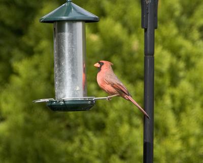 Male Cardinal - Feeder 2