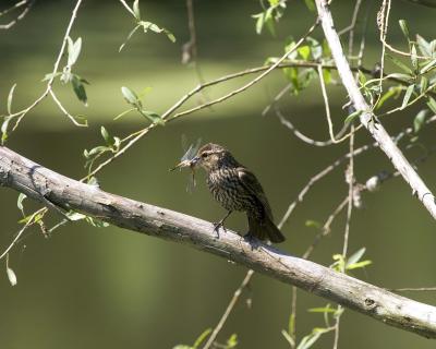 Female Redwing Blackbird - Branch