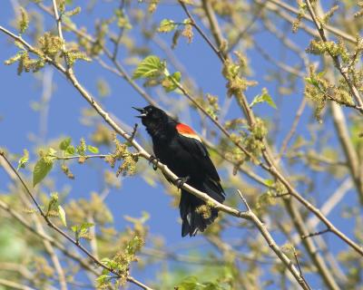 Male Redwing Blackbird - Branch 3