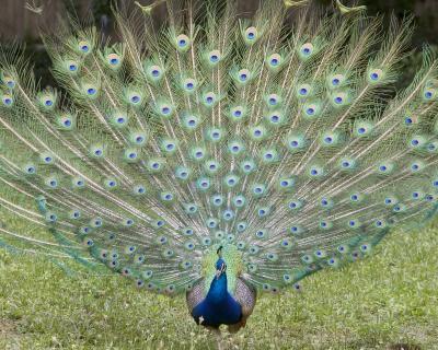 Peacock - Display